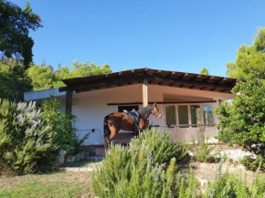 Villa Badde rosa